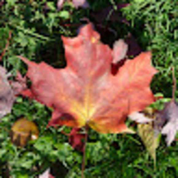 Meet your Posher, Sarah - Picture 1 of 1